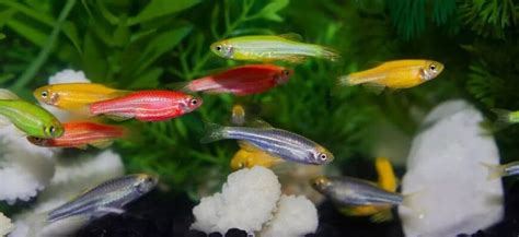 Данио Глофиш цветные Danio Glofish 15 фото содержание в аквариуме