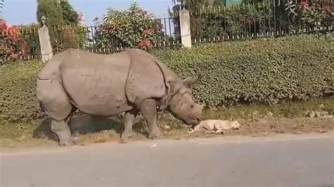 Rhino Wakes Up A Dog Sleeping On The Road Then This Happens Watch