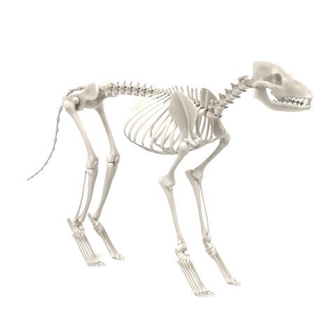 Dog Skeleton 3d Model 169 Blend Fbx Unknown Obj Dae 3ds Free3d