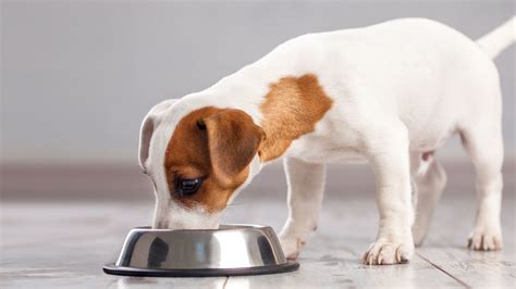 What Causes Dog Diarrhea Royal Canin Us