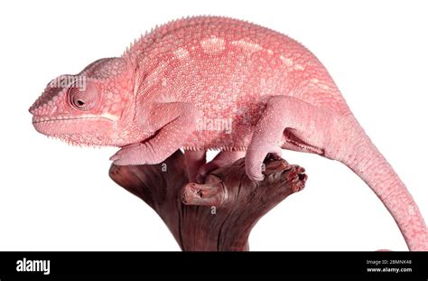 Small Pink Chameleon Pet Example Stock Photo Alamy