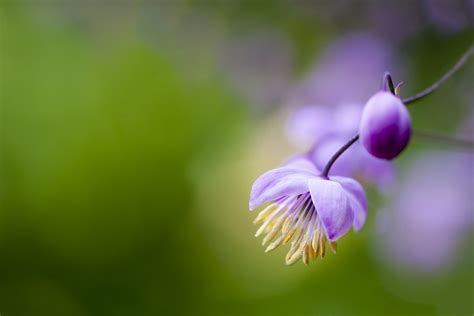 Flower Purple Macro · Free Photo On Pixabay