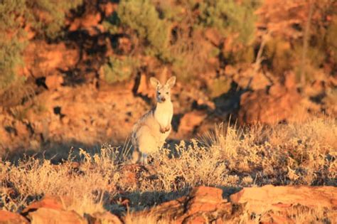 Outback Animals Australian Photography
