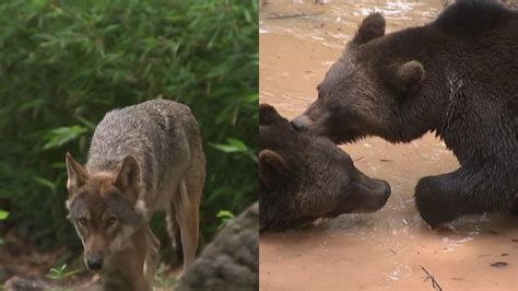 Bears And Wolves To Be Reintroduced To Woods Near Bristol In Pioneering