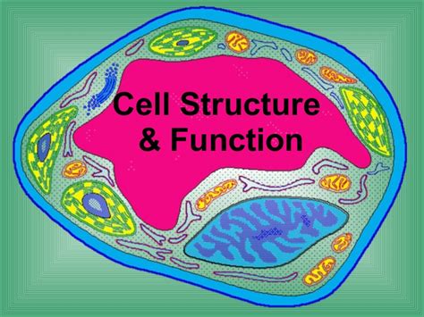 Living organisms, microbes, & genetics ncfe practice question answers a) describe the structures and functions of a euglena. Biology cell structure function