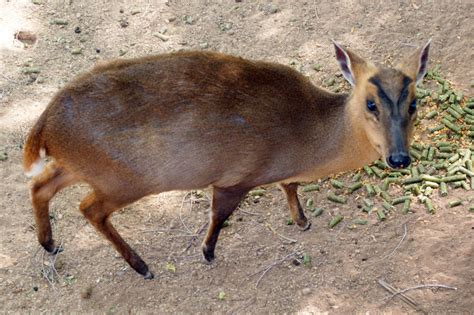 The muntjac deer was introduced into the uk from china in the 20th century. 6 Deer Species That Are Kept as Pets | PetHelpful