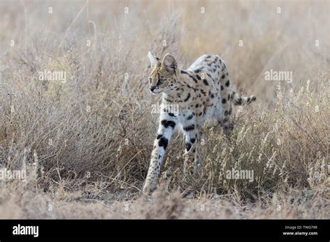 Serval Cat Leptailurus Serval Hunting In The Long Grass Ndutu