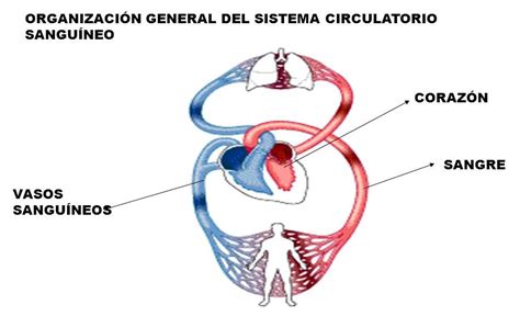 Sistema Circulatorio Definición Características Importancia