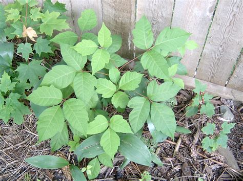 Poison Ivy Toxicodendron Radicans Plant And Pest Diagnostics