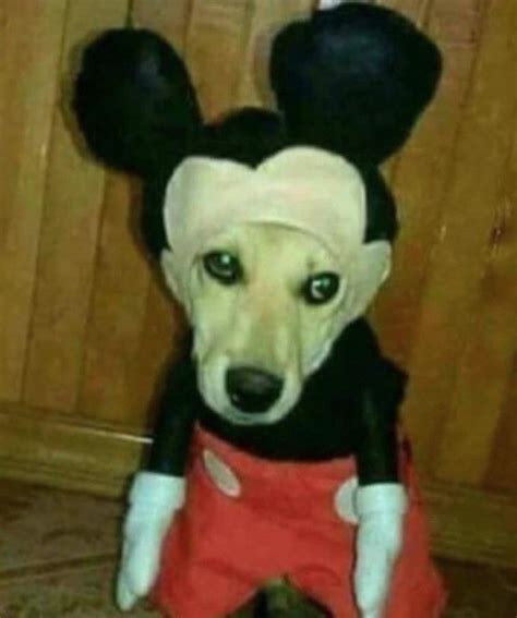 Ian rankin was born on april 28, 1960 in cardenden, fife, scotland as ian james rankin. Top memes de cursed image en español :) Memedroid