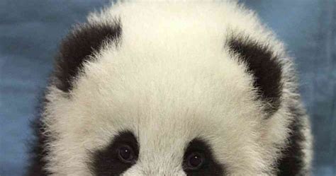 Panda Vs Sloth Ball O Panda Cuteness