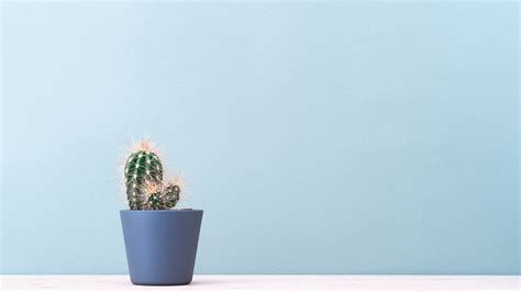 Cactus Plant Minimalism 4k Hd Wallpaper