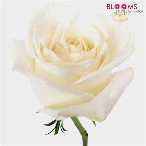 Rose Playa Blanca White 60 Cm Wholesale Blooms By The Box
