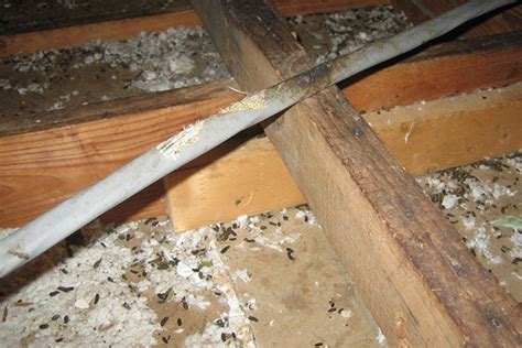 The job was done within 40 min and when we came it had worked we had gone from killing over 70 flies to none. Mice Urine And Feces | Mice