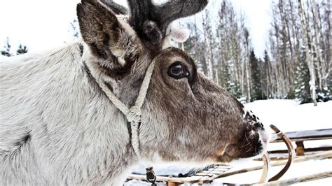 Santa Adventure In Lapland 4 Days 3 Nights Nordic Visitor