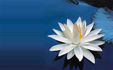 Zen Lotus Wallpapers Top Free Zen Lotus Backgrounds Wallpaperaccess
