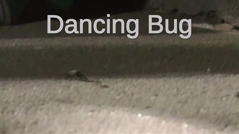 Dancing Bug Youtube