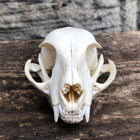 Tattoos are popular among men and accustomed to the society for a long time. Pin on Cat Skull Tattoo