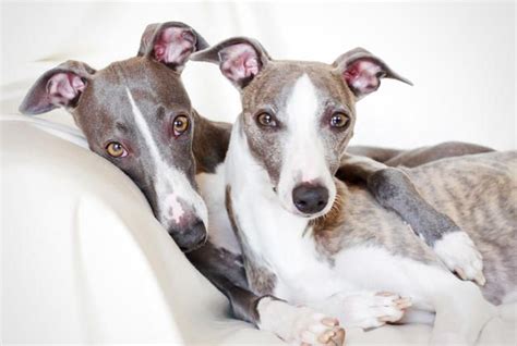 10 Quick Facts About Whippets Whippet Whippet Dog Whippet Puppies