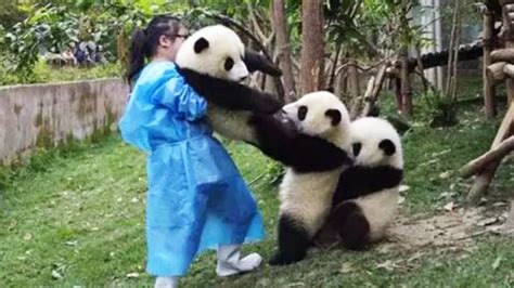 Funny And Cute Panda Compilation 2