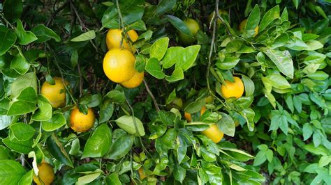 Citrus Season In Florida 2024 Roveme