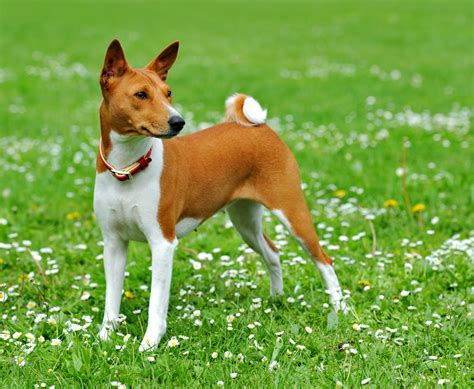 Basenji History Personality Appearance Health And Pictures