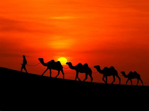 Arabian Sunset Camels Wallpapers Hd Wallpapers Id 18110