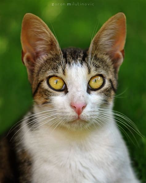 Me Big Ears Nooo By Zoran Milutinovic Via 500px Cat Photography