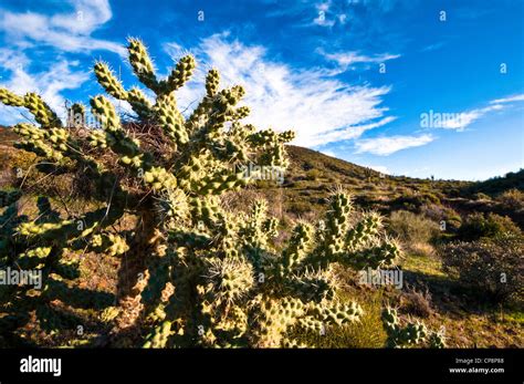 Desert Flora In The Sonoran Desert East Mesa Az Stock Photo Alamy