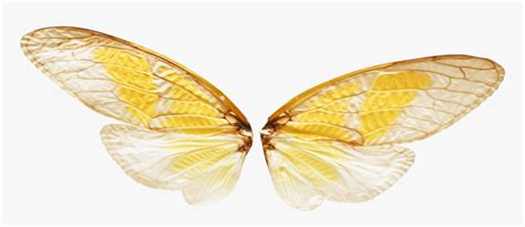 Realistic Fairy Wings Png Fairy Wings Png Fairy Wing With No