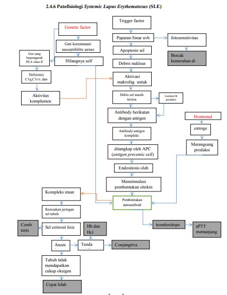 Systemic Lupus Erythematosus Final Concept Map Patofisiologi Cloud