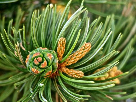 Pinon Pine Resin Pitch Tree Sap Firestarter Antiseptic Waterproofing