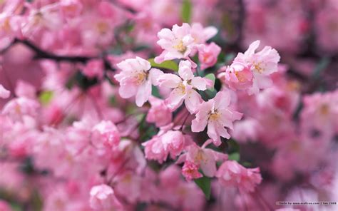 🔥 45 Wallpaper Japan Cherry Blossoms Wallpapersafari