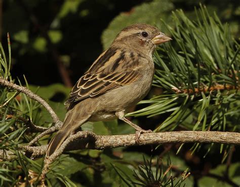 The Breckland Birder House Sparrow Juvenile Female 6th October 2016