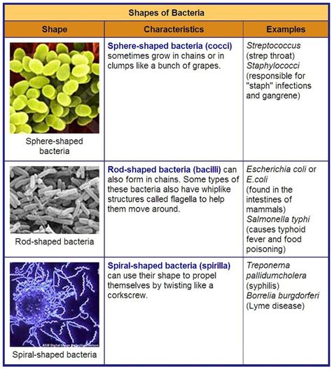 Check spelling or type a new query. Unicellular organisms - Rumney Marsh Academy Science ...