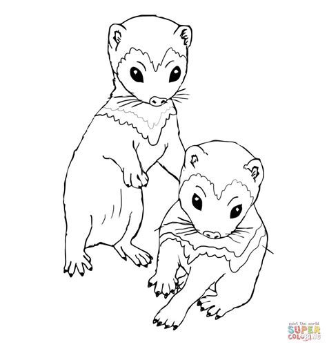 Cute Ferret Drawing At Getdrawings Free Download