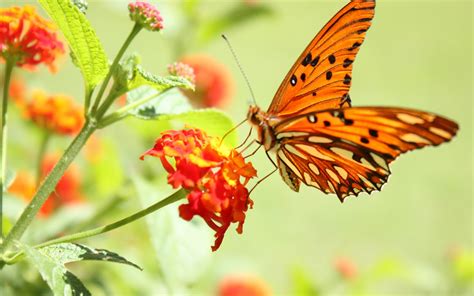 Butterfly On The Flower Hd Wallpaper 3d Nature Wallpaper