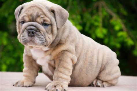 English bulldog puppy. | Bulldog puppies, French bulldog puppies, Bulldog