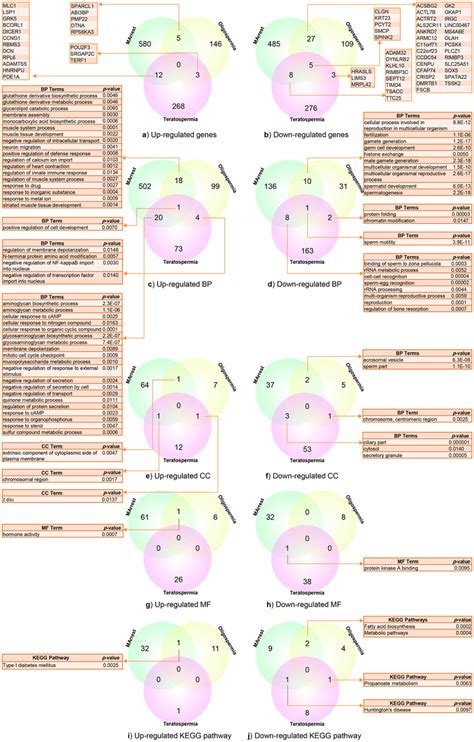 Venn Diagram Mitosis And Meiosis Comparison Aflam Neeeak