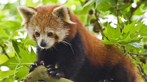 Red Panda Sikkim Animals Name State Animal Of Sikkim Red Panda