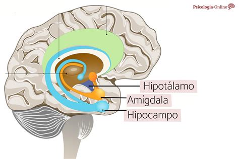 AmÍgdala Cerebral Qué Es Ubicación Partes Y Funciones