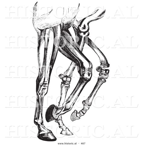 Historical Vector Illustration Of Horse Leg Muscles And Bones Black