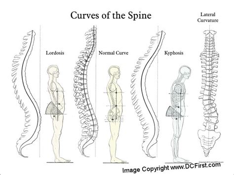 Curves Of The Spine Poster Clinical Charts And Supplies
