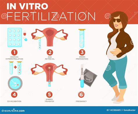 Pregnancy And Medicine In Vitro Fertilization Stages Pregnant Woman