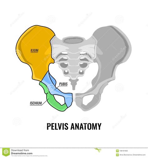 Pelvis Anatomy Scheme Stock Vector Illustration Of Biology 106191663