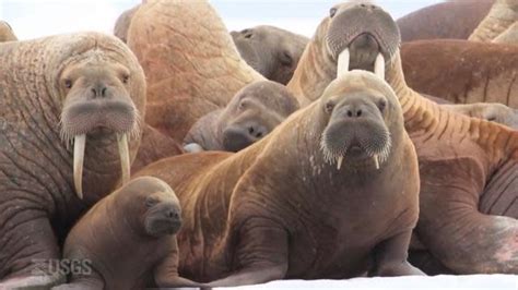 Tourist And Trainer Die After Walrus Hug