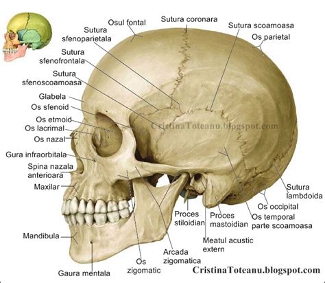 Dr Cristina Toteanu Anatomia Corpului Uman Imagini Corpul Uman