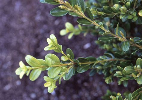Buxus Microphylla Var Koreana Winter Gem Landscape Plants Oregon