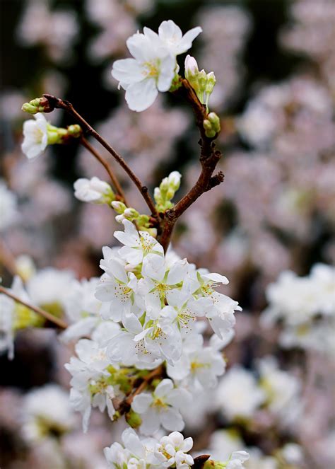 Pink Cherry Blossoms · Free Stock Photo