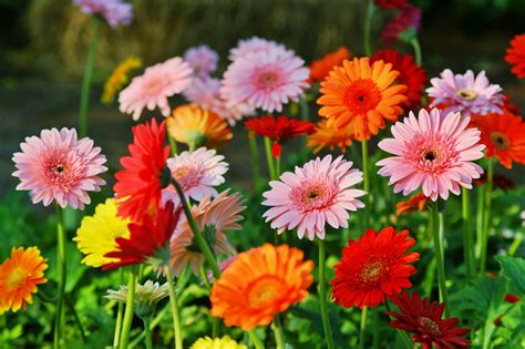 Gerbera Plantare I Ngrijire Cum S Te Bucuri De Aceste Flori Mult